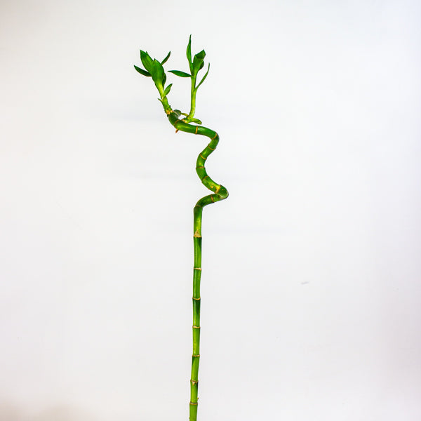 Dracaena Sanderiana Lucky Bamboo 5cm H60cm