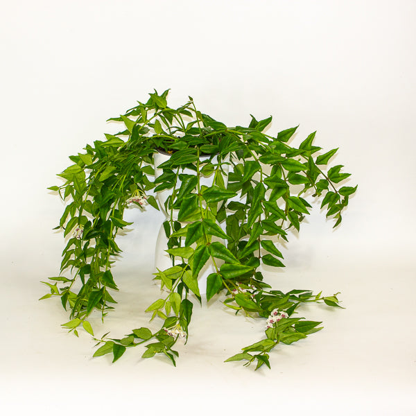 Hoya Bella 12cm H30cm