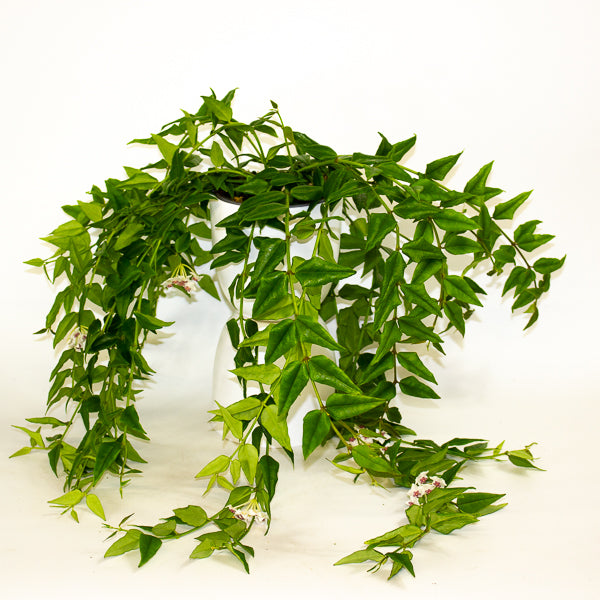 Hoya Bella 12cm H30cm