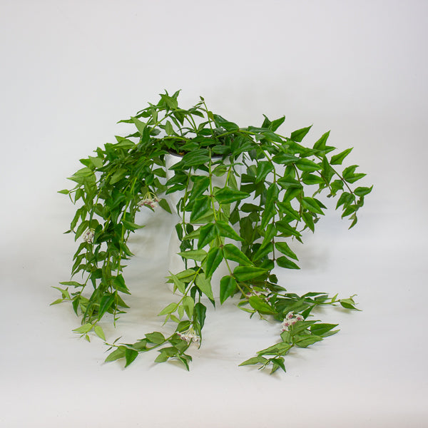 Hoya Bella 12cm H30cm