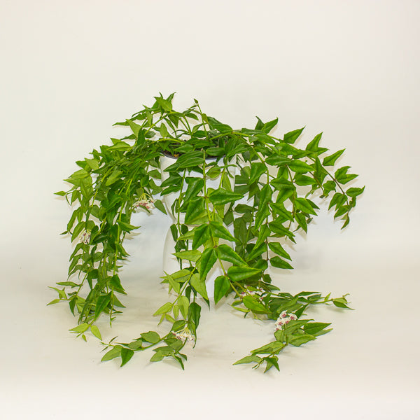 Hoya Bella 12cm H30cm