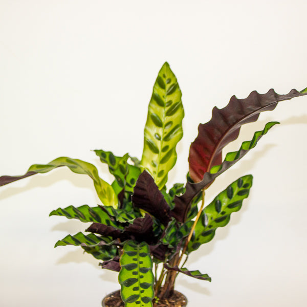 Calathea lancifolia 12cm H35cm