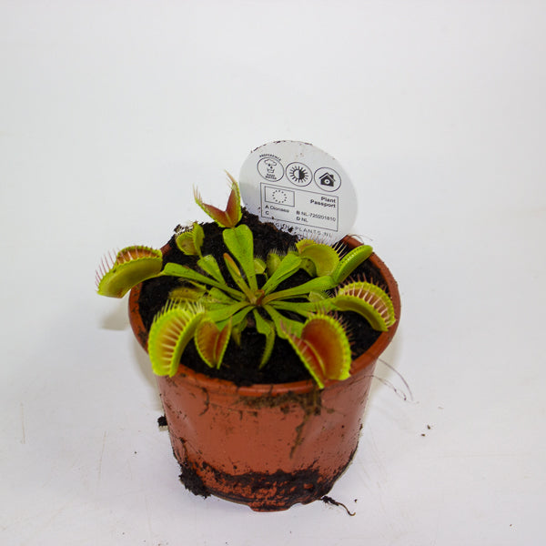 Dionaea muscipula 8.5cm H10cm