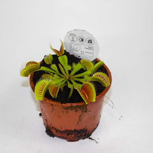 Dionaea muscipula 8.5cm H10cm