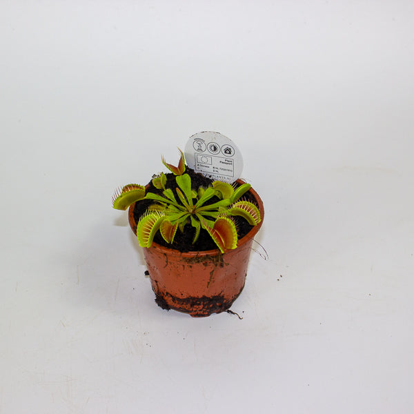 Dionaea muscipula 8.5cm H10cm