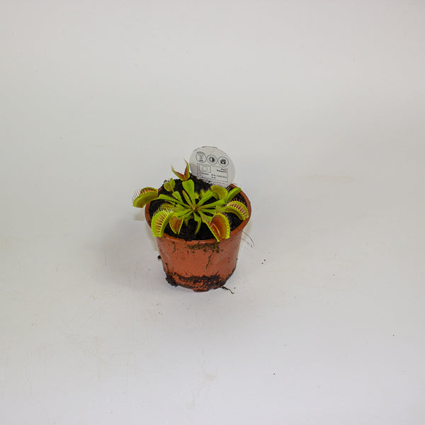 Dionaea muscipula 8.5cm H10cm