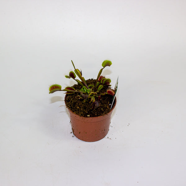 Dionaea muscipula red 8.5cm H10cm