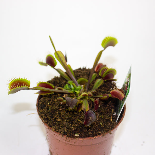 Dionaea muscipula red 8.5cm H10cm