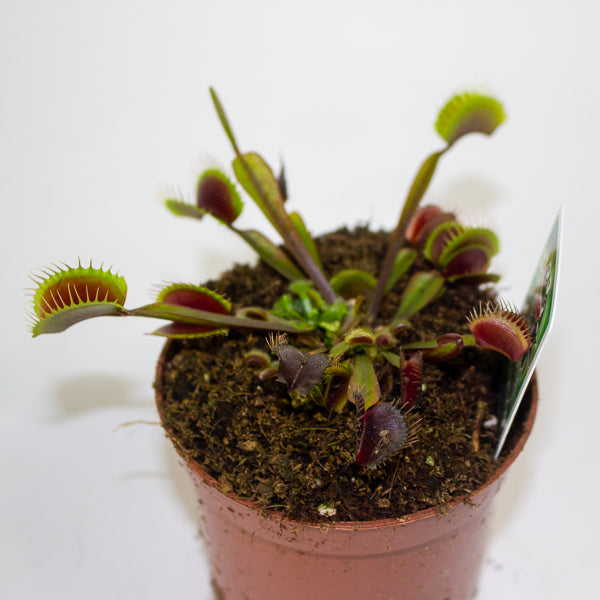 Dionaea muscipula red 8.5cm H10cm