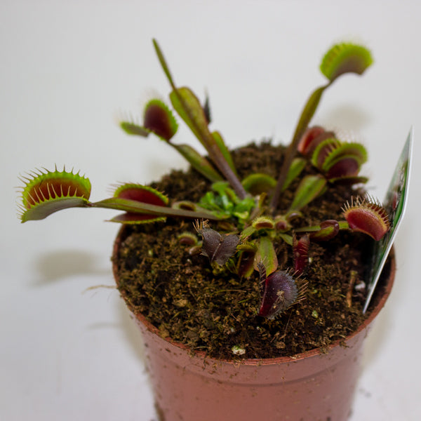 Dionaea muscipula red 8.5cm H10cm
