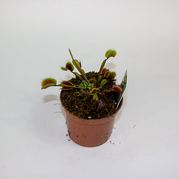 Dionaea muscipula red 8.5cm H10cm