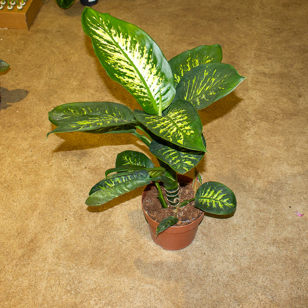 Dieffenbachia Tropic Snow 21cm H90cm
