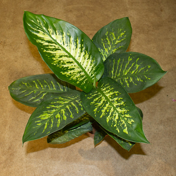 Dieffenbachia Tropic Snow 21cm H90cm