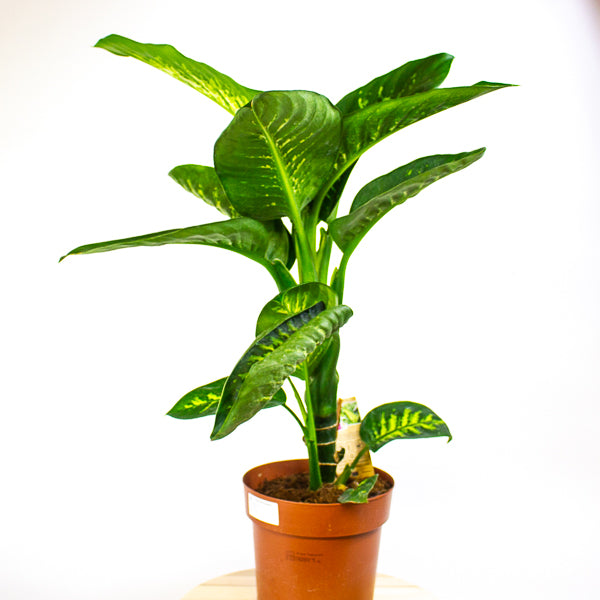 Dieffenbachia Tropic Snow 21cm H90cm