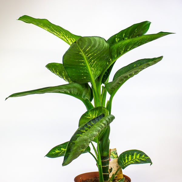 Dieffenbachia Tropic Snow 21cm H90cm