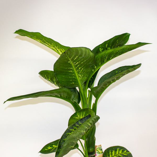 Dieffenbachia Tropic Snow 21cm H90cm