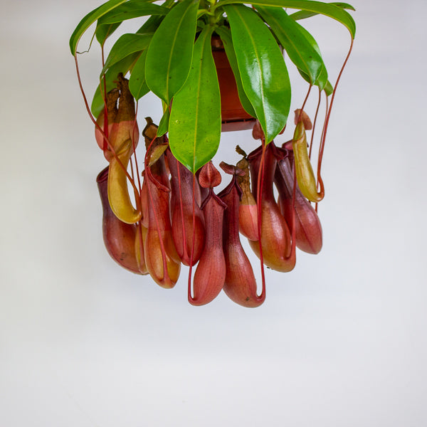 Nepenthes Monkey Jars 14cm H45cm - RESCUE- NO JARS -