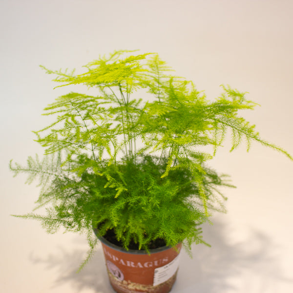 Asparagus setaceus 12cm H35cm