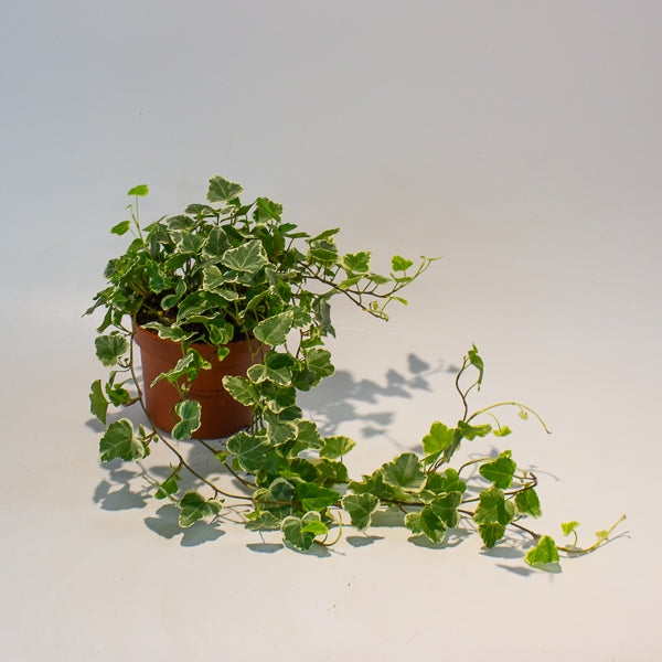 Hedera Helix White Wonder 13cm H20cm