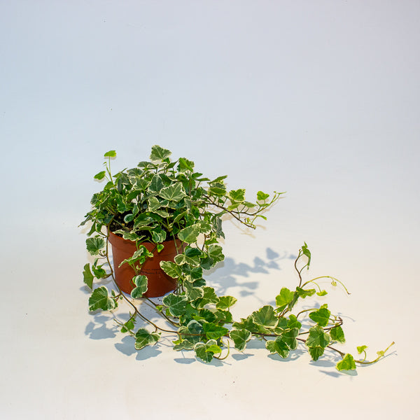 Hedera Helix White Wonder 13cm H20cm