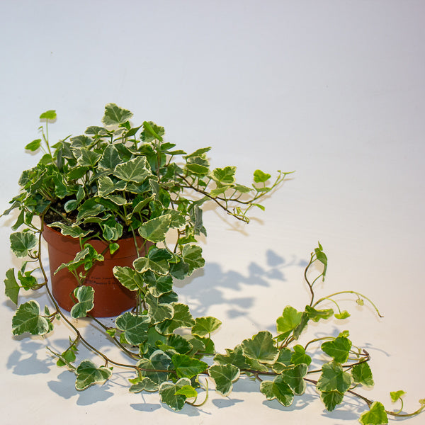 Hedera Helix White Wonder 13cm H20cm