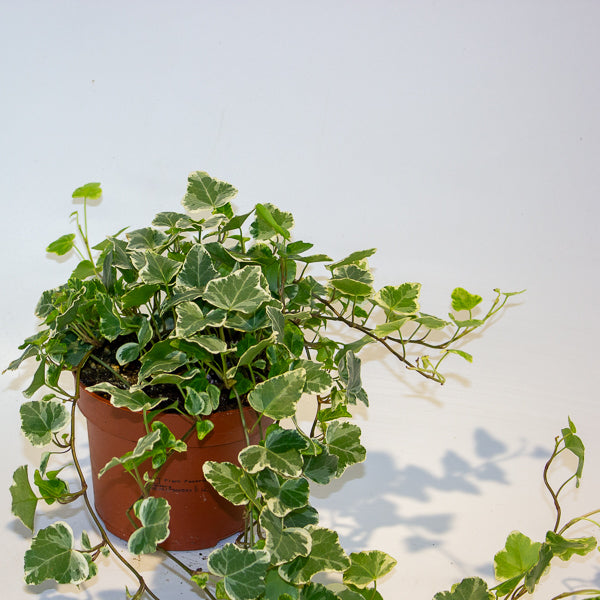 Hedera Helix White Wonder 13cm H20cm