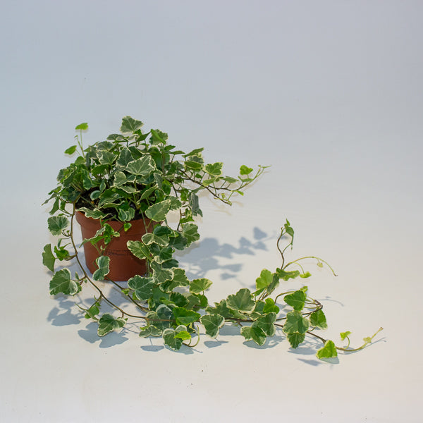 Hedera Helix White Wonder 13cm H20cm