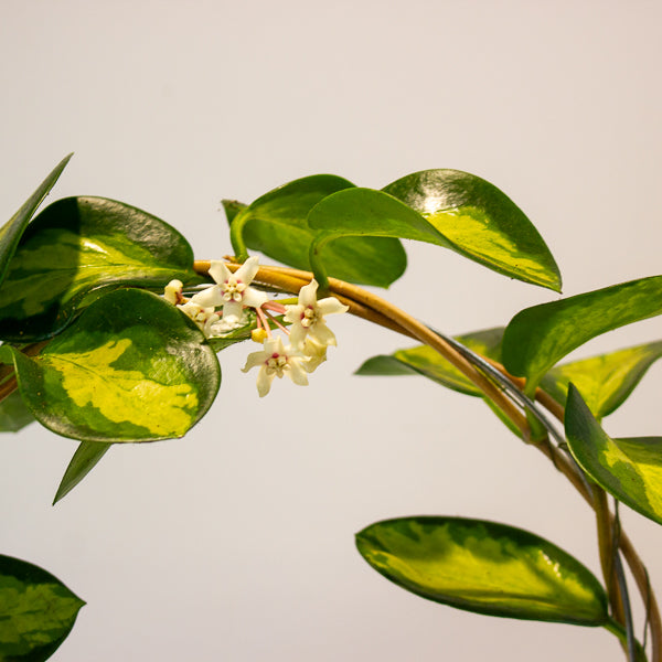 Hoya Australis Lisa on Trellis 12cm H45cm
