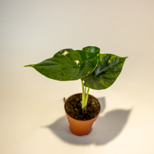 Alocasia Green Unicorn 9cm H15cm