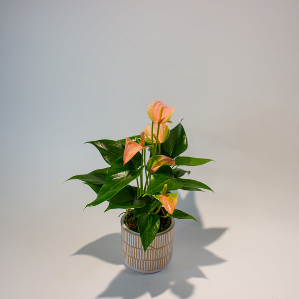 Anthurium Joli Peach 9cm H30cm