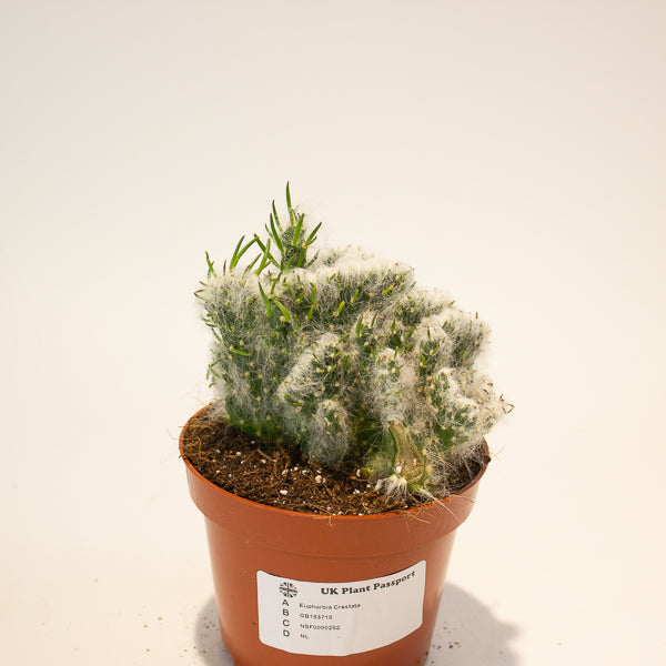 Euphorbia Crestata - Choose One from our selection 10.5cm H15cm