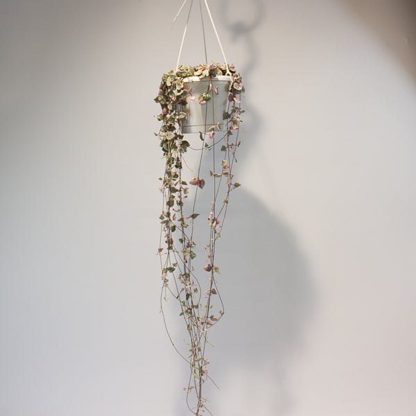 Ceropegia woodii Variegata 14cm H70cm