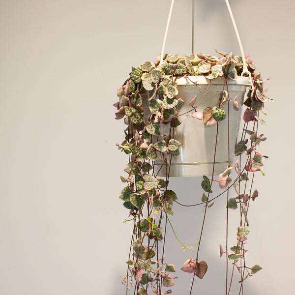 Ceropegia woodii Variegata 14cm H70cm