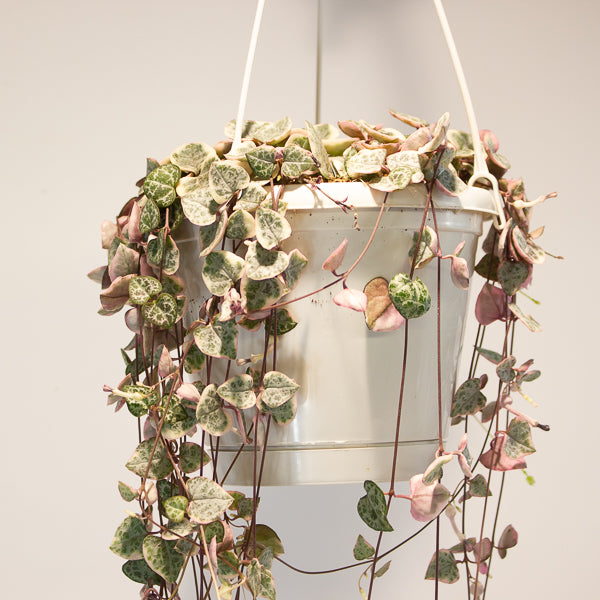 Ceropegia woodii Variegata 14cm H70cm