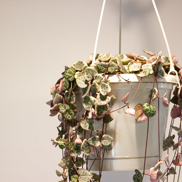 Ceropegia woodii Variegata 14cm H70cm