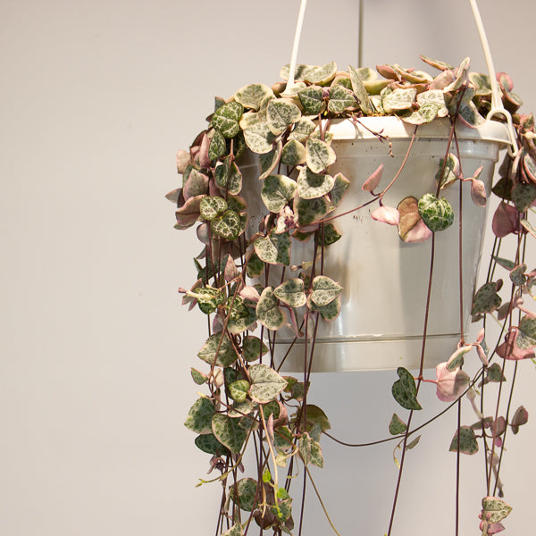 Ceropegia woodii Variegata 14cm H70cm