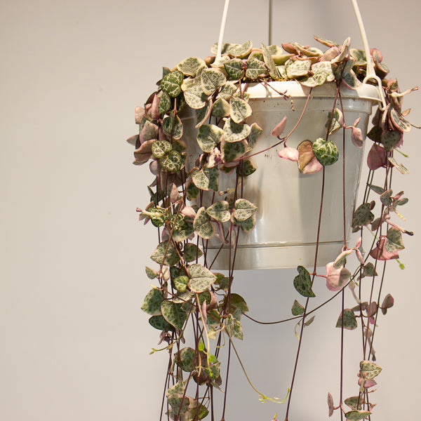 Ceropegia woodii Variegata 14cm H70cm