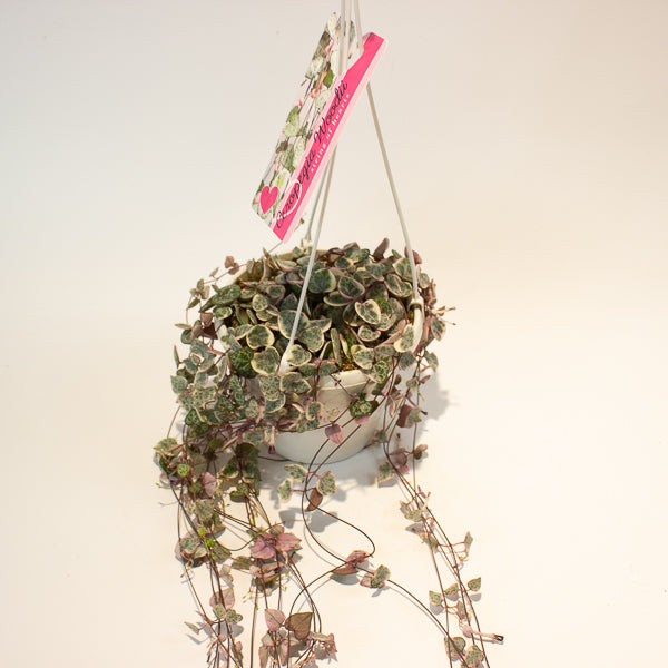 Ceropegia woodii Variegata 14cm H70cm