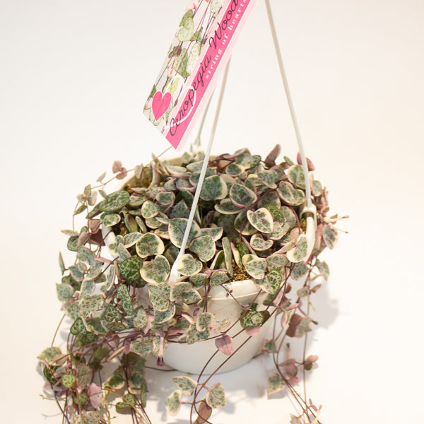 Ceropegia woodii Variegata 14cm H70cm