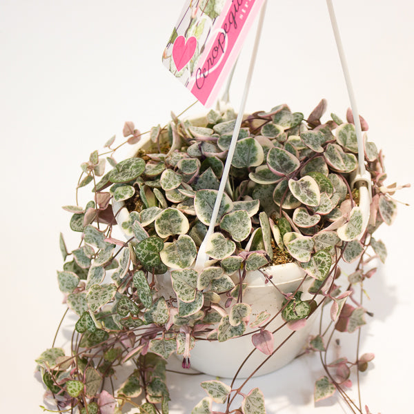 Ceropegia woodii Variegata 14cm H70cm