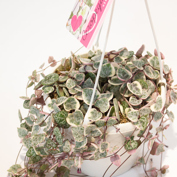 Ceropegia woodii Variegata 14cm H70cm