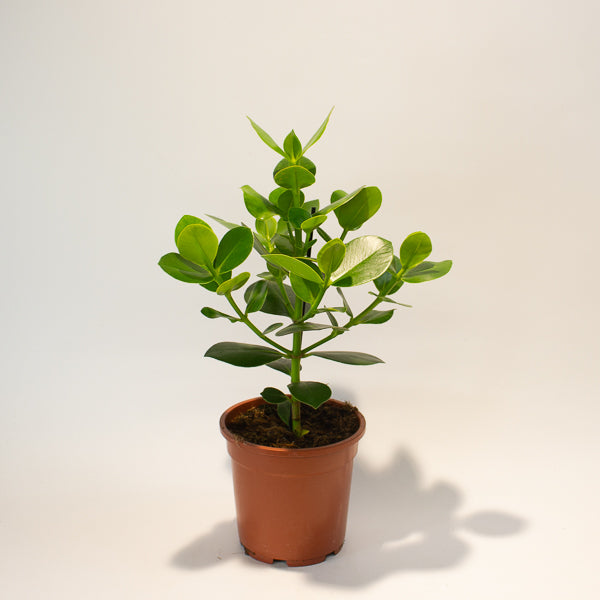 Clusia rosea Princess 17cm H50cm