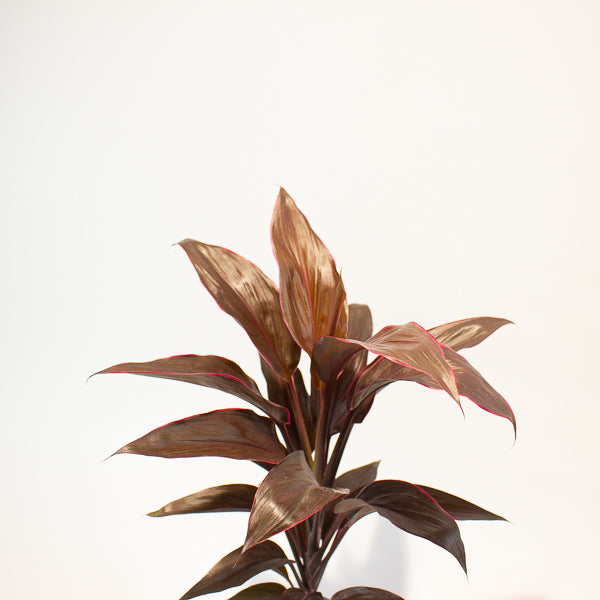 Cordyline Mambo 12cm H43cm