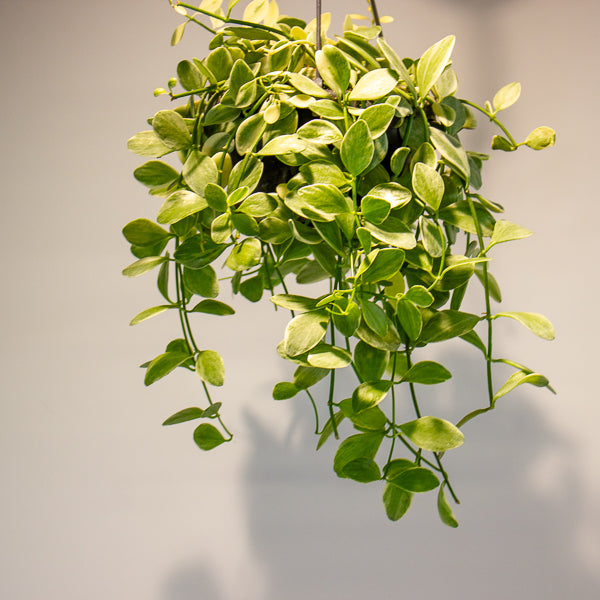 Dischidia Oinantha Variegata 14cm H35cm