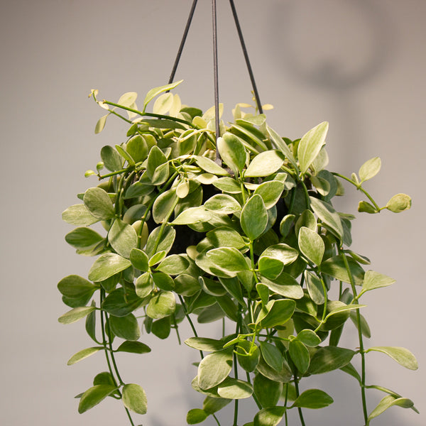 Dischidia Oinantha Variegata 14cm H35cm