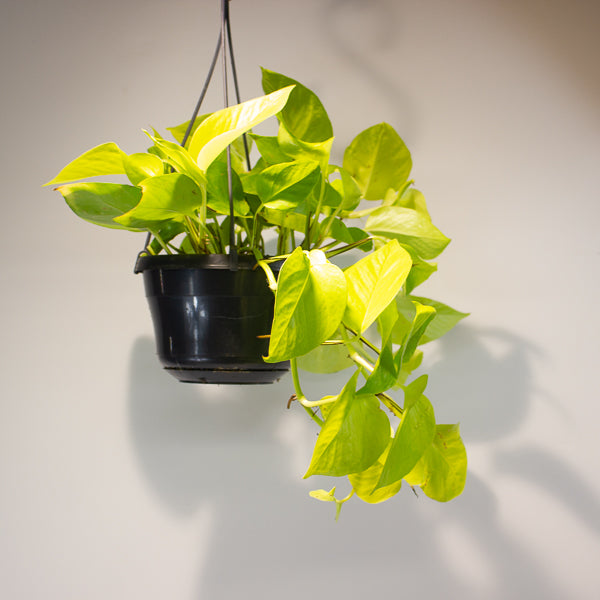 Epipremnum pinnatum 'Golden Pothos' 15cm H40cm