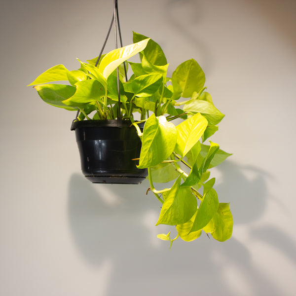 Epipremnum pinnatum 'Golden Pothos' 15cm H40cm