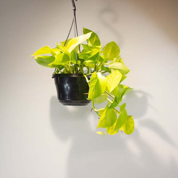 Epipremnum pinnatum 'Golden Pothos' 15cm H40cm