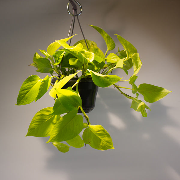 Epipremnum pinnatum 'Golden Pothos' 15cm H40cm