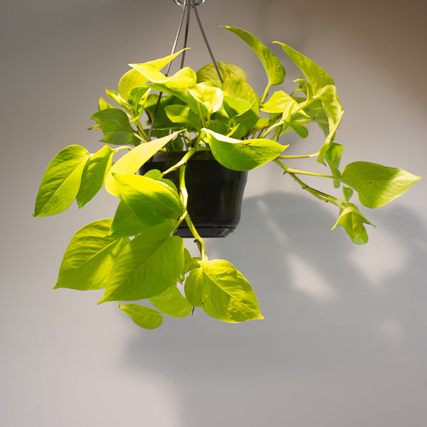 Epipremnum pinnatum 'Golden Pothos' 15cm H40cm